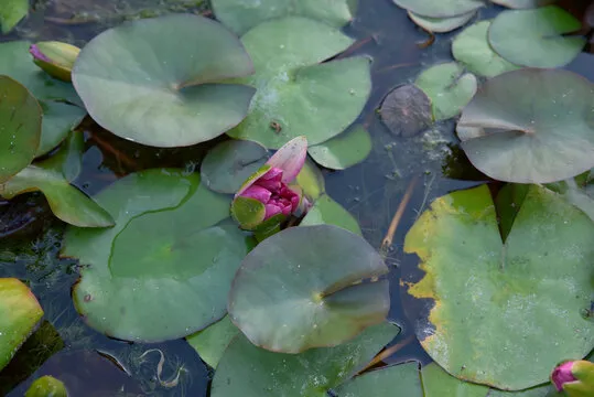 跨度走势图示例